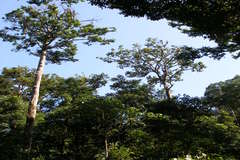 Dipterocarpus indicus